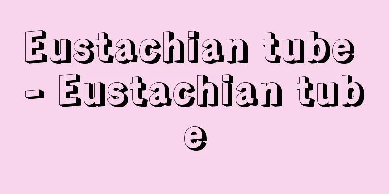 Eustachian tube - Eustachian tube