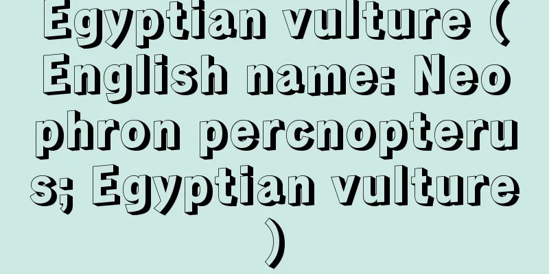 Egyptian vulture (English name: Neophron percnopterus; Egyptian vulture)