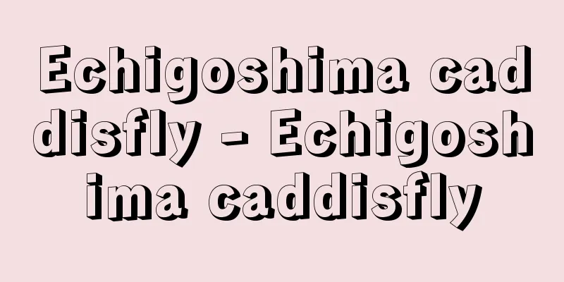 Echigoshima caddisfly - Echigoshima caddisfly