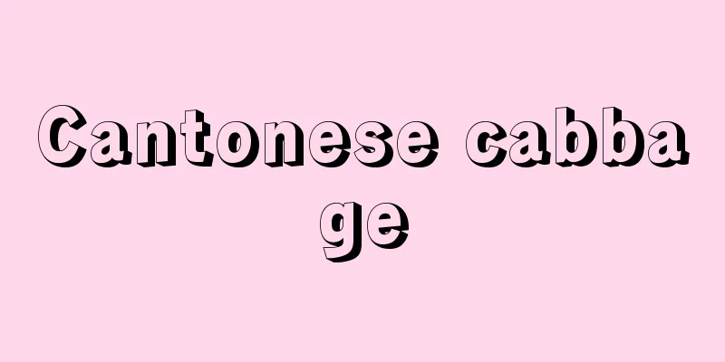 Cantonese cabbage