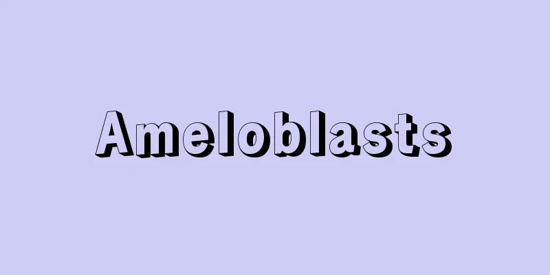 Ameloblasts