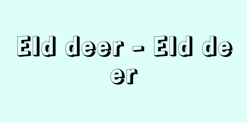 Eld deer - Eld deer