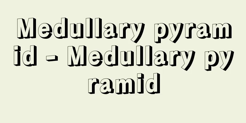Medullary pyramid - Medullary pyramid