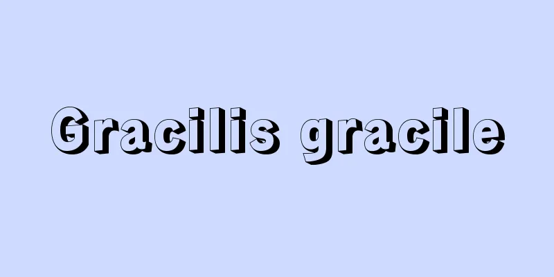 Gracilis gracile