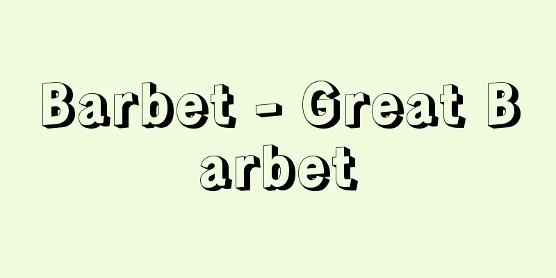 Barbet - Great Barbet