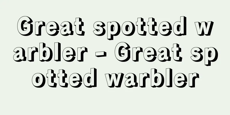 Great spotted warbler - Great spotted warbler