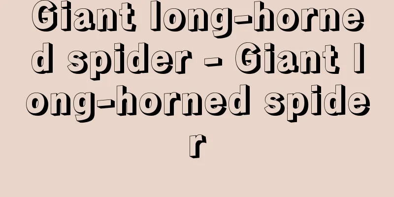 Giant long-horned spider - Giant long-horned spider