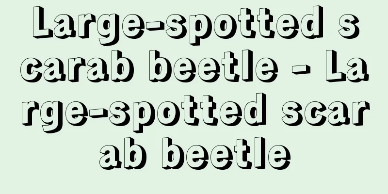 Large-spotted scarab beetle - Large-spotted scarab beetle