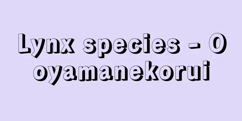 Lynx species - Ooyamanekorui