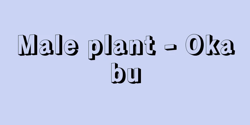 Male plant - Okabu