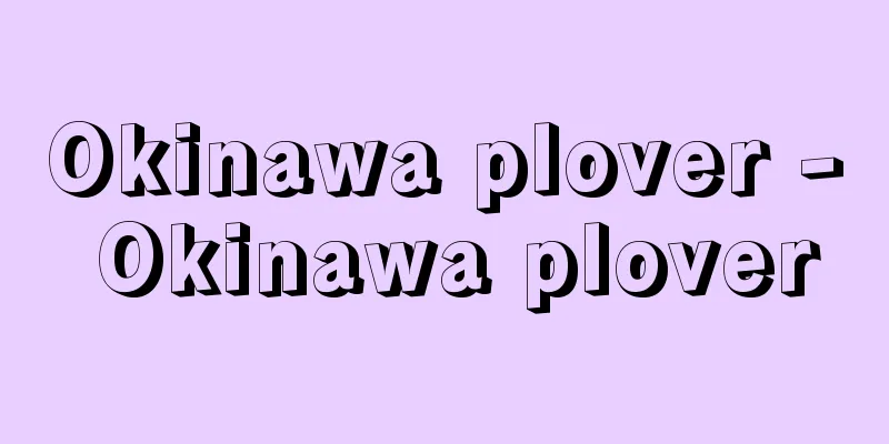 Okinawa plover - Okinawa plover