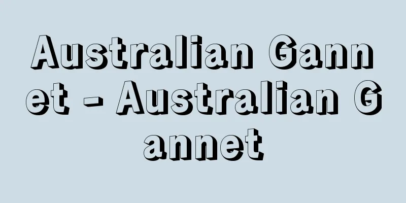 Australian Gannet - Australian Gannet