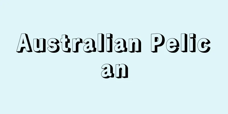 Australian Pelican