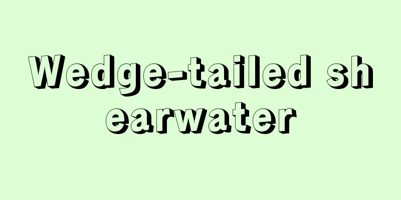Wedge-tailed shearwater
