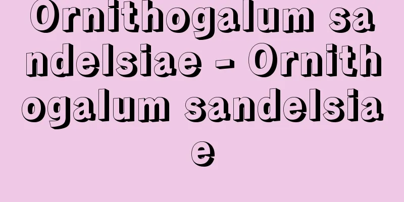 Ornithogalum sandelsiae - Ornithogalum sandelsiae