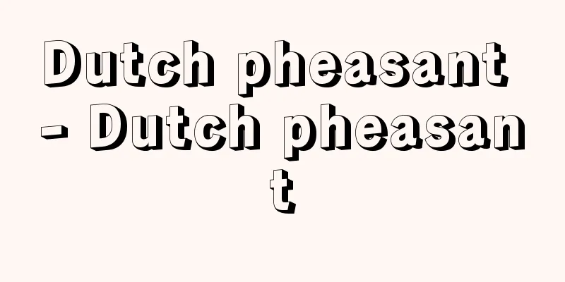 Dutch pheasant - Dutch pheasant
