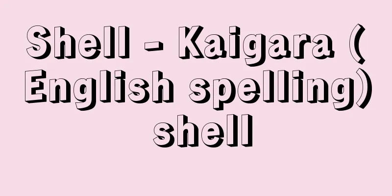 Shell - Kaigara (English spelling) shell