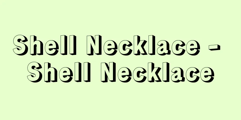 Shell Necklace - Shell Necklace