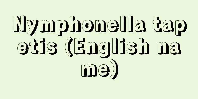 Nymphonella tapetis (English name)