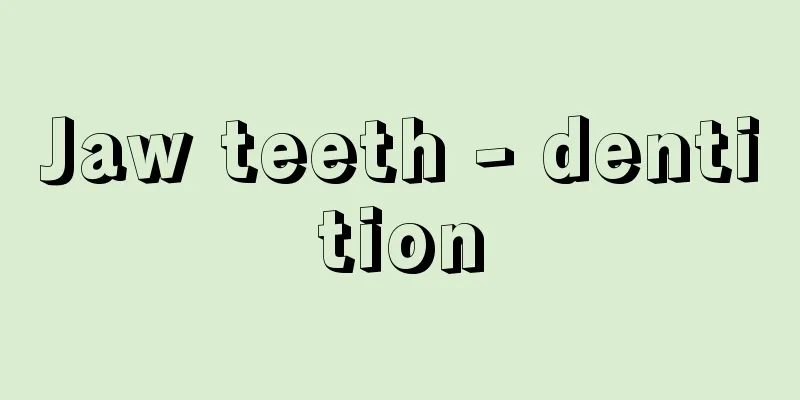 Jaw teeth - dentition