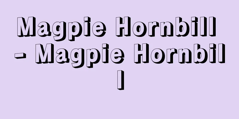 Magpie Hornbill - Magpie Hornbill