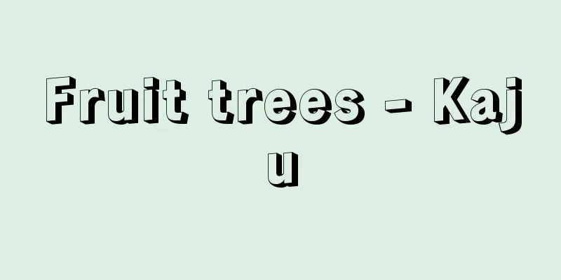 Fruit trees - Kaju