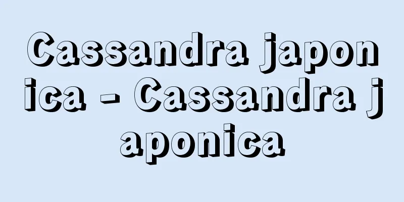 Cassandra japonica - Cassandra japonica