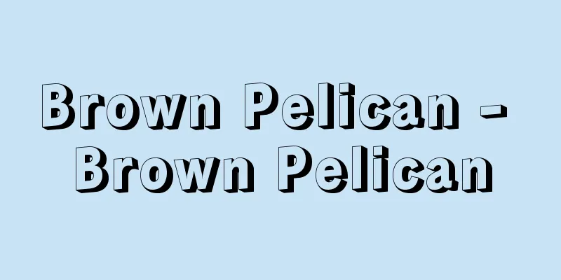 Brown Pelican - Brown Pelican
