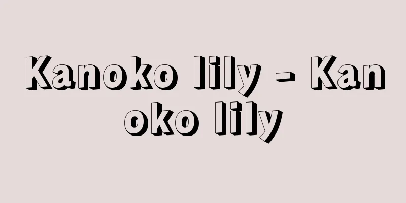 Kanoko lily - Kanoko lily