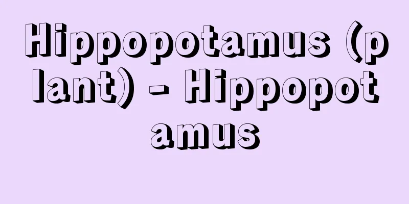 Hippopotamus (plant) - Hippopotamus