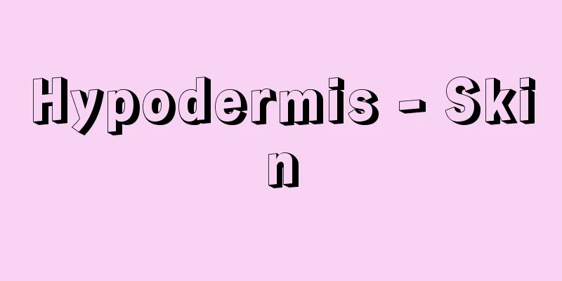 Hypodermis - Skin