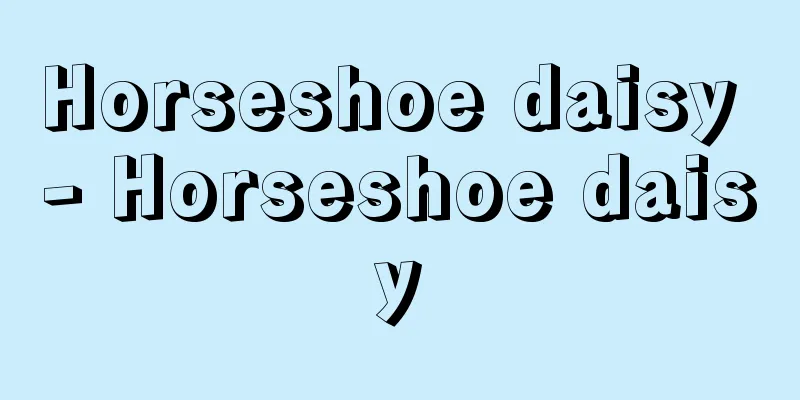Horseshoe daisy - Horseshoe daisy