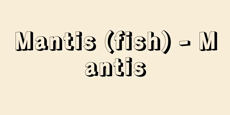 Mantis (fish) - Mantis