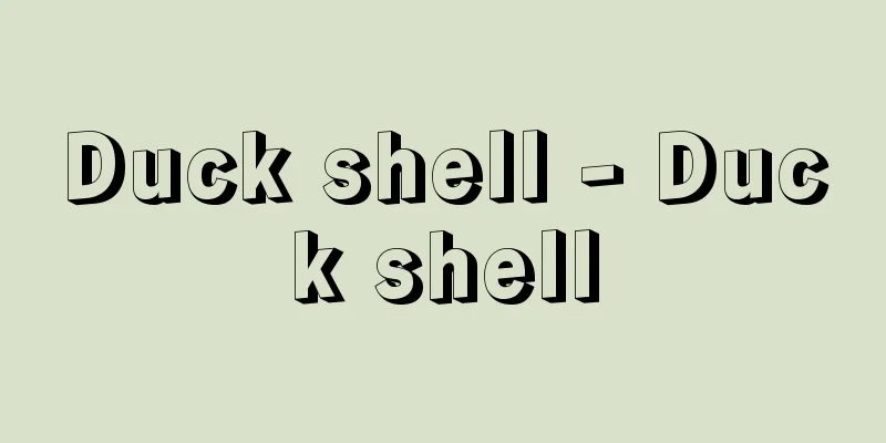 Duck shell - Duck shell