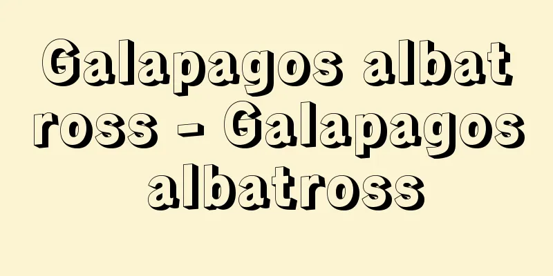 Galapagos albatross - Galapagos albatross