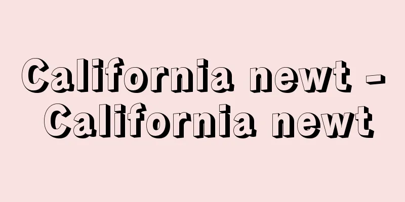 California newt - California newt