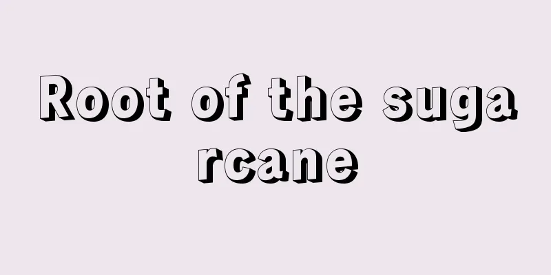 Root of the sugarcane