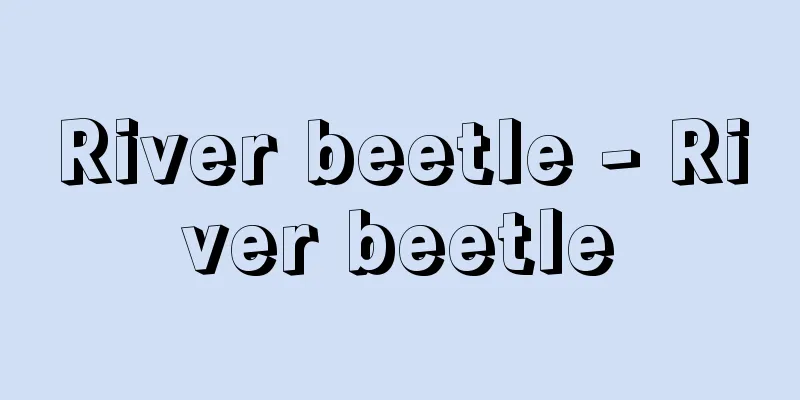 River beetle - River beetle