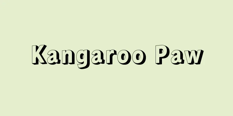 Kangaroo Paw