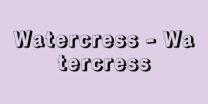 Watercress - Watercress