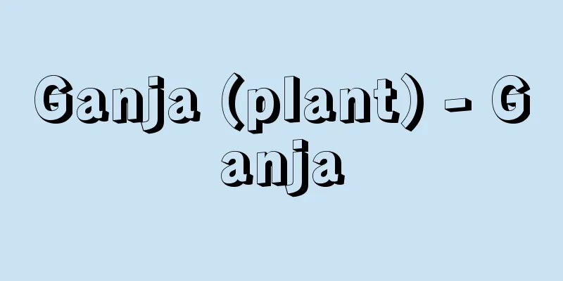 Ganja (plant) - Ganja