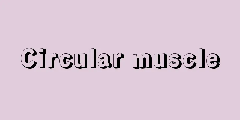 Circular muscle