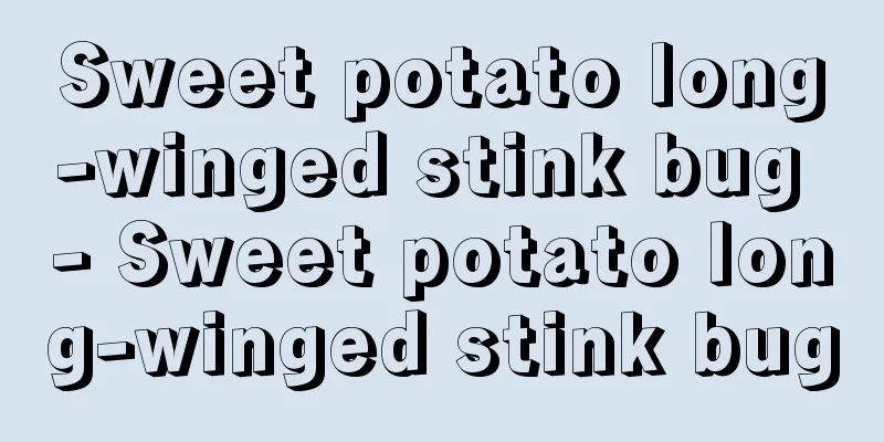 Sweet potato long-winged stink bug - Sweet potato long-winged stink bug