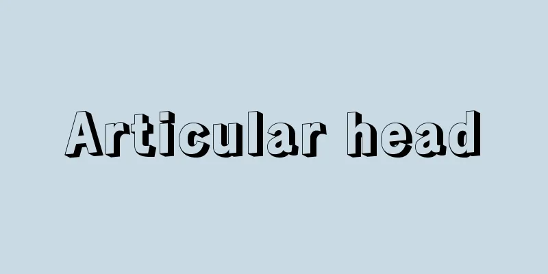 Articular head