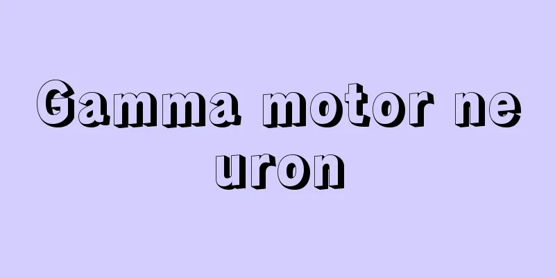Gamma motor neuron