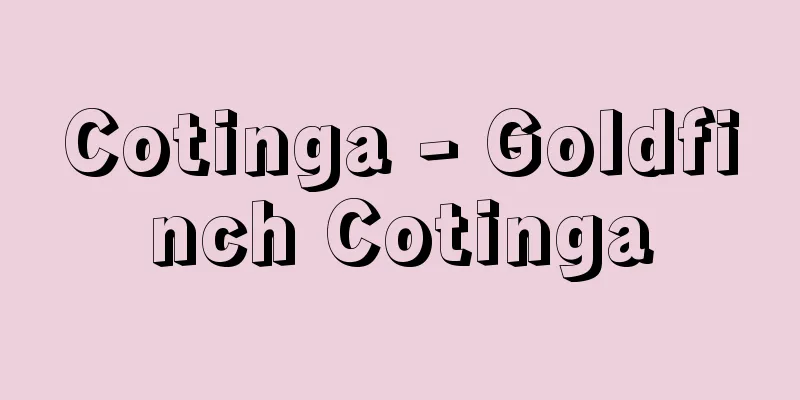 Cotinga - Goldfinch Cotinga