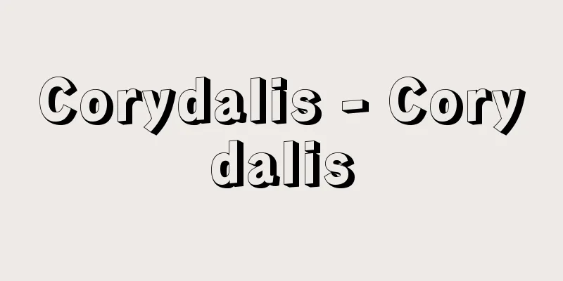 Corydalis - Corydalis