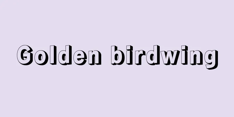 Golden birdwing