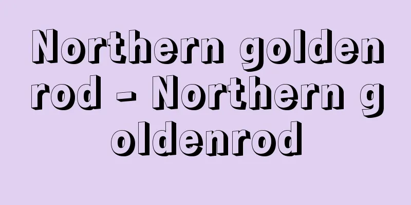 Northern goldenrod - Northern goldenrod