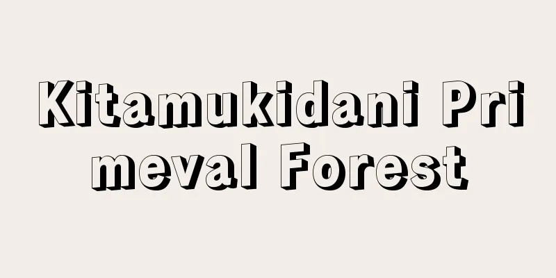 Kitamukidani Primeval Forest